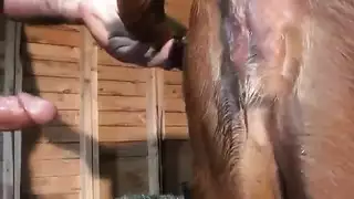 شهوة الحيوان: مزارع قاسٍ يأخذ بقرة في أفلام سفاح القربى الصريحة