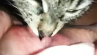 محرم إكس إكس إكس: حركة بين حيوان وبنت