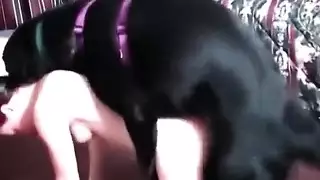 ١ وضع الكلب المثير مع فتاة صغيرة حلوة