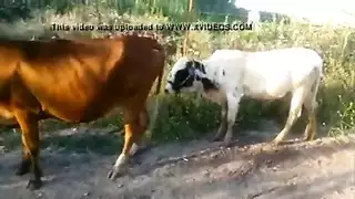 جنس وحوش الحظيرة: فيديو حيواني xxx