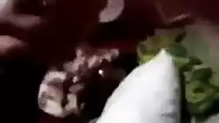 طاوس الجزائرية